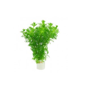 Лимнофила(Limnophila sessiliflora)