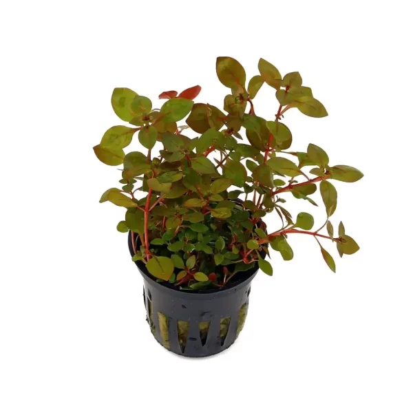 Лудвигия Супер Ред (Ludwigia sp. super red)