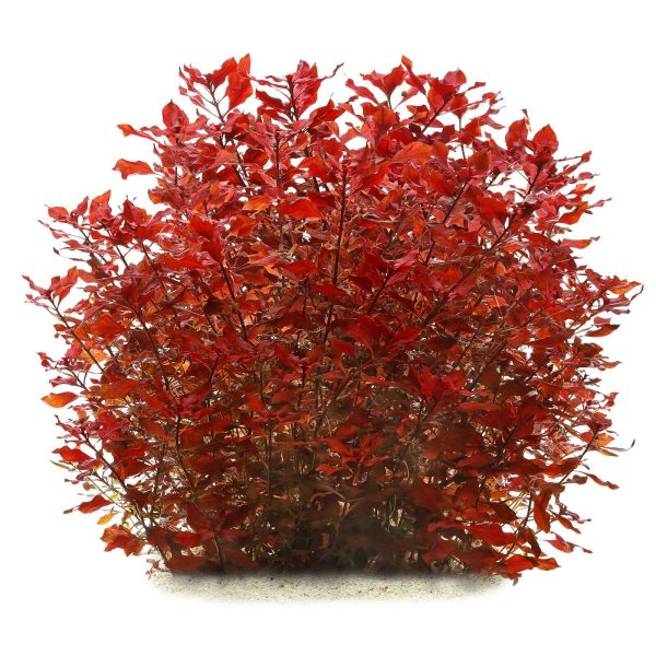 Лудвигия Супер Ред (Ludwigia sp. super red) - Image 2