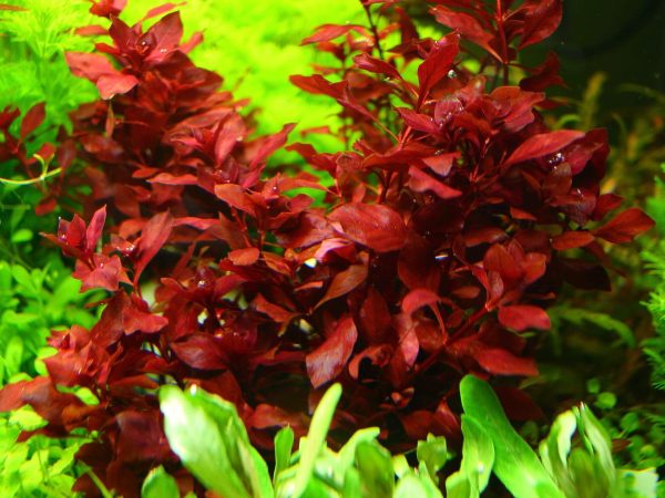 Лудвигия Супер Ред (Ludwigia sp. super red) - Image 3