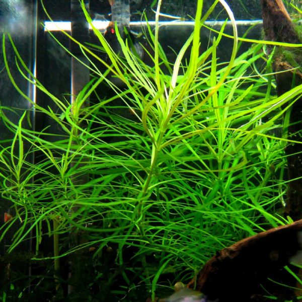 Погостемон октопус (Pogostemon Octopus) - Image 2