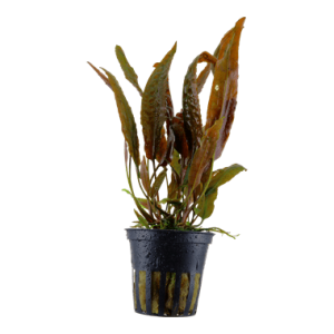 Cryptocoryne Usteriana 40см+
