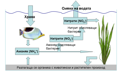 Азотен цикъл