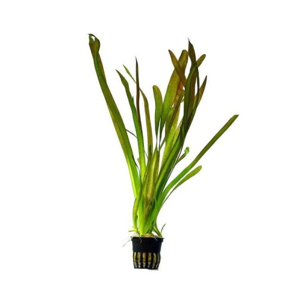 Vallisneria australis - Гигантска валиснерия 35см+
